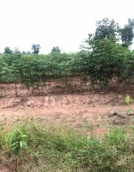 For Rent - แบ่งให้เช่า ที่ดิน 5 ไร่ วิวสวนมันสำปะหลัง ใกล้โรงเรียน และโรงพยาบาลไพศาลี อ.ไพศาลี จ.นครสวรรค์, Nakhon Sawan