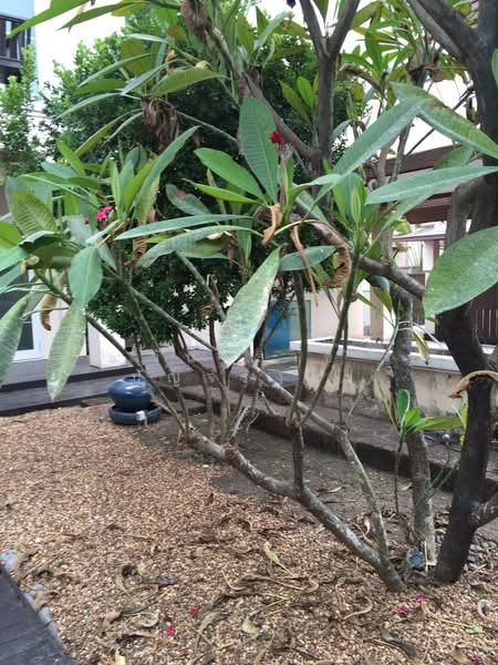 ขาย - WPDD-114 ขายบ้านเดี่ยว หมู่บ้าน อารีนาการ์เด้น ซอยสามัคคี ใกล้ ISB, นนทบุรี