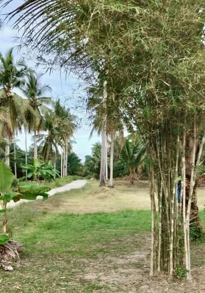 For Sale - บ้านเดี่ยวพร้อมที่ดินท่าศาลา นครศรีธรรมราช, Nakhon Si Thammarat