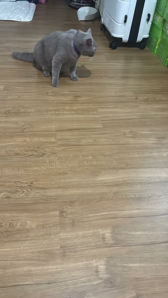 For Sale - Areeya The Colors Wongwaen-Ratchaphruek, Nonthaburi