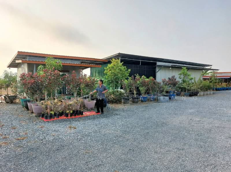 ขาย - ที่ดินสวนโฮจิ 3 ไร่ มีได้ที่งอก 1 ไร่ รวม 4 ไร่ หน้ากว้าง 100 เมตร ติดถนน 3502 หนองหญ้าไซ สุพรรณบุรี, สุพรรณบุรี