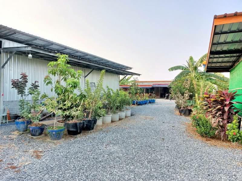 ขาย - ที่ดินสวนโฮจิ 3 ไร่ มีได้ที่งอก 1 ไร่ รวม 4 ไร่ หน้ากว้าง 100 เมตร ติดถนน 3502 หนองหญ้าไซ สุพรรณบุรี, สุพรรณบุรี