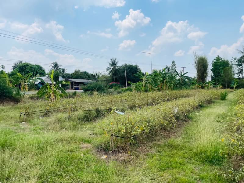 ที่ดินโพธาราม ราชบุรี, Ratchaburi, Nong Kwang, Photharam, Ratchaburi, , 1,600 sqm, Land For Sale, by The Best Property  มุก, 500213645 - DDproperty.com