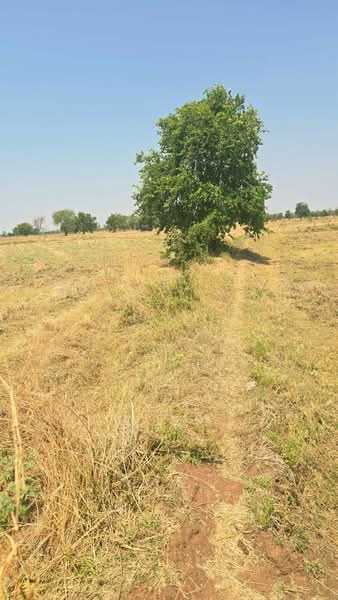 ขาย - ที่ดินโคกสำโรง ลพบุรี, ลพบุรี