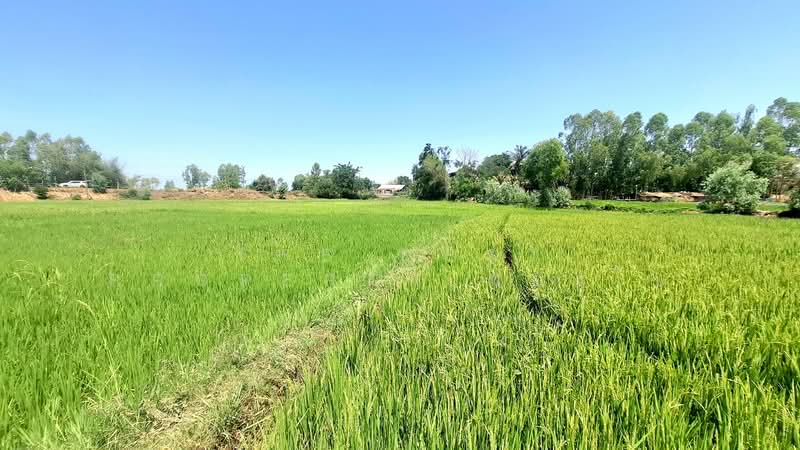 ขาย - ที่ดินจังหาร ร้อยเอ็ด, ร้อยเอ็ด