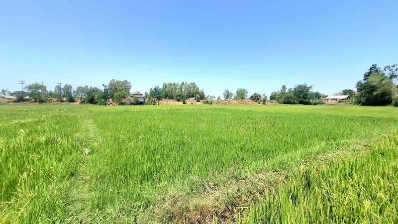 ขาย - ที่ดินจังหาร ร้อยเอ็ด, ร้อยเอ็ด