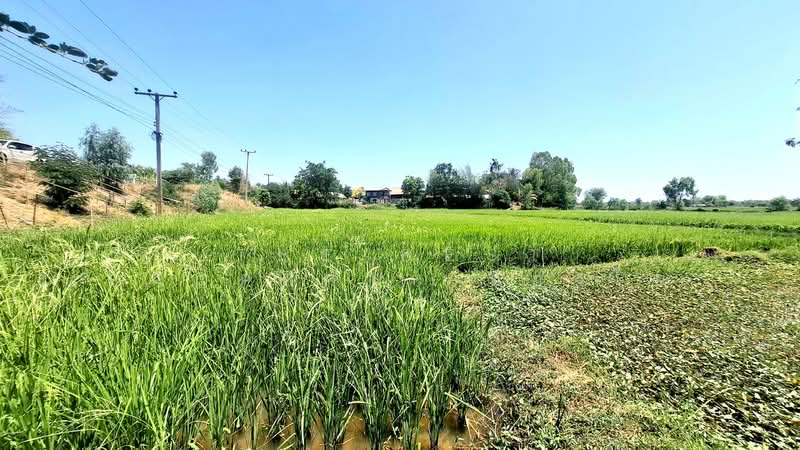 ที่ดินจังหาร ร้อยเอ็ด, Roi Et, Muang Lat, Chang Han, Roi Et, , 7,492 sqm, Land For Sale, by The Best Property ทองใบ, 500214561 - DDproperty.com