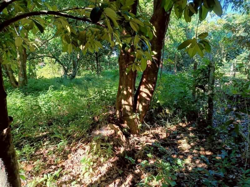 นครนายก, Nakhon Nayok, Nakhon Nayok, Muang Nakhon Nayok, Nakhon Nayok, , 1,200 sqm, Land For Sale, by HOMEPLUS REALTY - คุณของขวัญ, 500214708 - DDproperty.com