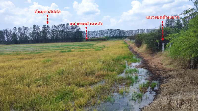 ขาย - ที่ดิน 16 ไร่ ห้วยด้วน กำแพงแสน นครปฐม, นครปฐม