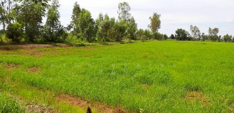 ขาย ที่ดิน 64-0-48 ไร่ ตำบลห้วยถั่วเหนือ อำเภอหนองบัว จังหวัดนครสวรรค์, Nakhon Sawan, Huai Thua Nua, Nong Bua, Nakhon Sawan, , 102,592 sqm, Land For Sale, by สรภพ ยอดไชย (สีฝุ่น), 500214825 - DDproperty.com