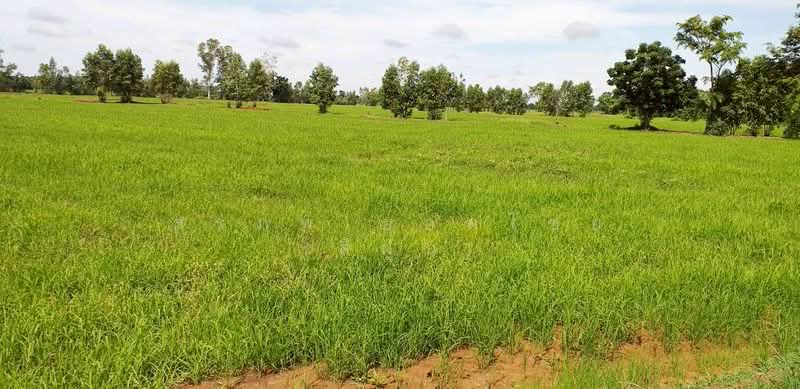 ขาย ที่ดิน 64-0-48 ไร่ ตำบลห้วยถั่วเหนือ อำเภอหนองบัว จังหวัดนครสวรรค์, Nakhon Sawan, Huai Thua Nua, Nong Bua, Nakhon Sawan, , 102,592 sqm, Land For Sale, by สรภพ ยอดไชย (สีฝุ่น), 500214825 - DDproperty.com