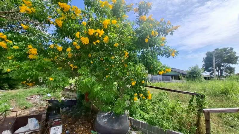 LandForSale Pong, Chon Buri (Pattaya), Poong, Bang Lamung (Pattaya), Chon Buri (Pattaya), , 480 sqm, Land For Sale, by Arissara Kamonrit, 500215194 - DDproperty.com