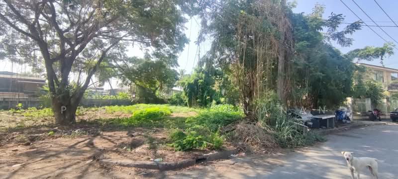 ไม่พบโครงการ, Chiang Mai, -วังสงคำ, Pa Tun, Muang Chiang Mai, Chiang Mai, , 1,192 sqm, Land For Sale, by Panuwat Jinanan, 500215221 - DDproperty.com