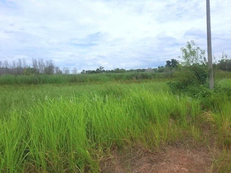 ขาย - หนองเสือ, ปทุมธานี