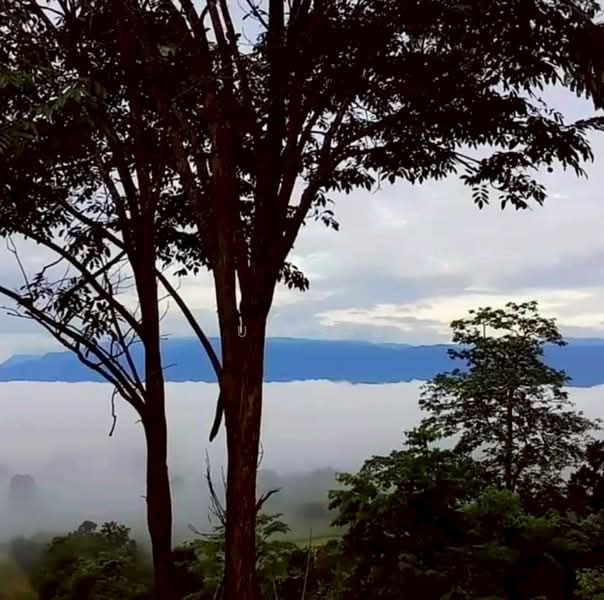 ขาย - ที่ดินทะเลหมอก หล่มเก่า เพชรบูรณ์, เพชรบูรณ์