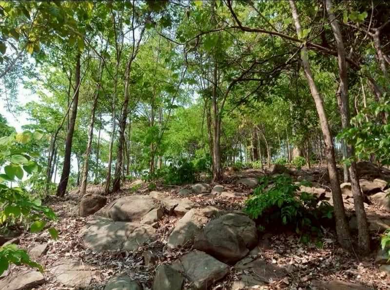 ขายที่ดินหล่มเก่า ทะเลหมอก เพชรบูรณ์ พร้อมบ้าน 31-2-57 ไร่, Phetchabun, Lom Sak, Lom Sak, Phetchabun, 1 Bedroom, 900 sqm, Single Detached House For Sale, by Khun Sasi, 500215513 - DDproperty.com