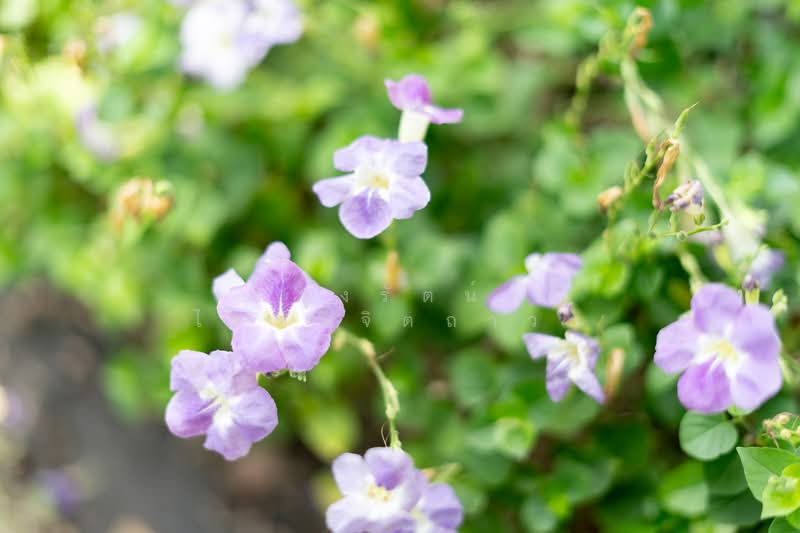 ขาย - พฤกษ์ลดา ราชพฤกษ์ 345 (Prueklada Ratchaphruek 345), นนทบุรี