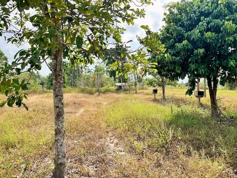 ขายที่เปล่า หน้ากว้างติดถนนสายเอเชีย 63 เมตร อ.ชะอวด จ.นครศรีธรรมราช, นครศรีธรรมราช, ควนหนองหงษ์, ชะอวด, นครศรีธรรมราช, 6,400 ตร.ม., ที่ดิน ขาย, โดย ERA Thailand, 500216392 - DDproperty.com