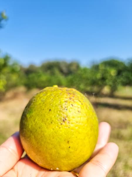 ที่ดิน, Lampang, Mae Pu, Mae Phrik, Lampang, , 8,960 sqm, Land For Sale, by Chayanat Wongphudphad, 500216607 - DDproperty.com