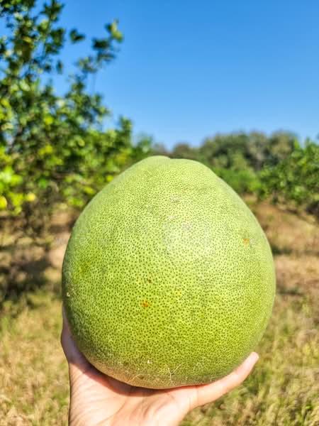 ที่ดิน, Lampang, Mae Pu, Mae Phrik, Lampang, , 8,960 sqm, Land For Sale, by Chayanat Wongphudphad, 500216607 - DDproperty.com