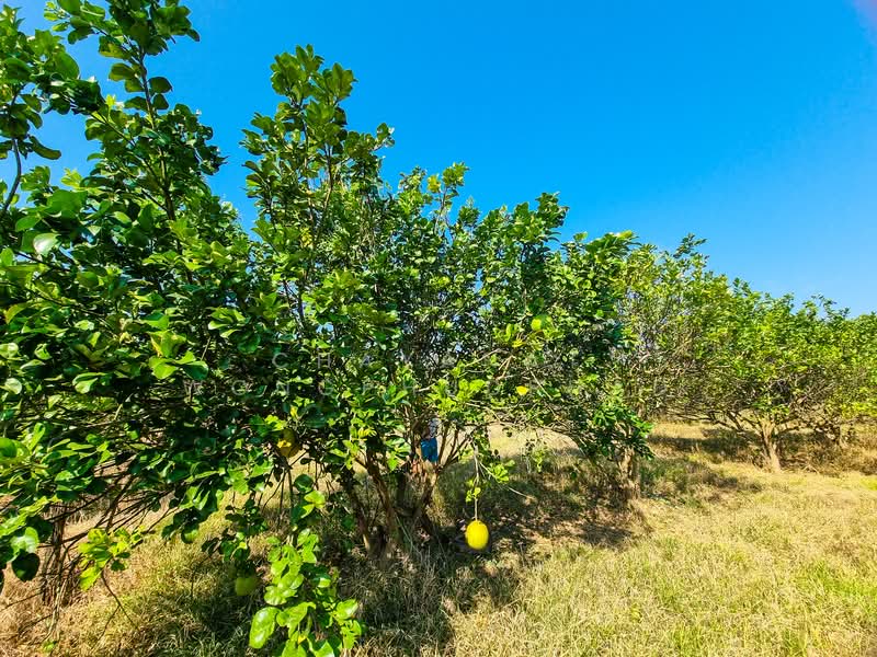 ที่ดิน, ลำปาง, แม่ปุ, แม่พริก, ลำปาง, 8,960 ตร.ม., ที่ดิน ขาย, โดย Chayanat Wongphudphad, 500216607 - DDproperty.com