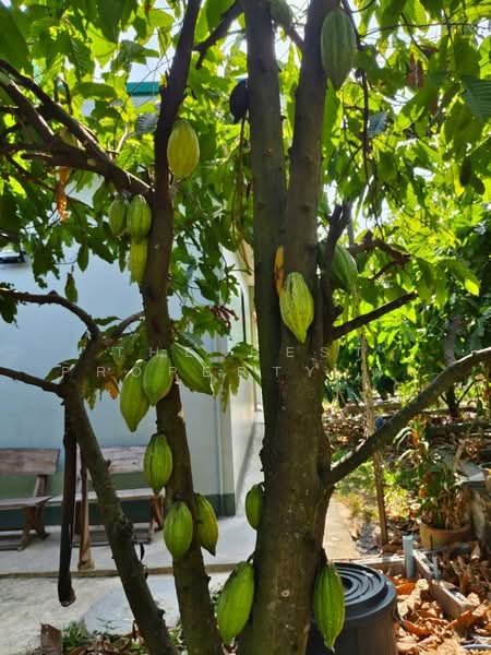 For Sale - บ้านเดี่ยวพร้อมที่ดินนาดี ปราจีนบุรี, Prachin Buri