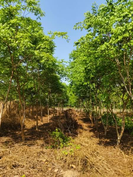 For Sale - บ้านเดี่ยวพร้อมที่ดินนาดี ปราจีนบุรี, Prachin Buri