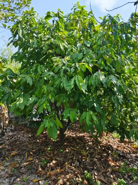 For Sale - บ้านเดี่ยวพร้อมที่ดินนาดี ปราจีนบุรี, Prachin Buri