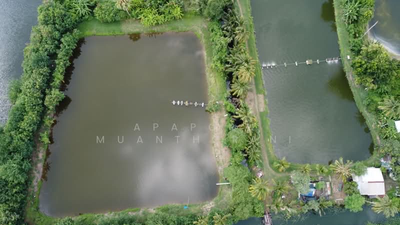 ✨ขายด่วน! ที่ดินแปลงใหญ่ นครชัยศรี ทำเลดีมาก 🔥 พื้นที่กว้าง 12 ไร่ เหมาะพัฒนาโครงการ บ้านจัดสรร, นครปฐม, ท่าพระยา, นครชัยศรี, นครปฐม, 19,464 ตร.ม., ที่ดิน ขาย, โดย Apaporn Muanthorani, 500217368 - DDproperty.com