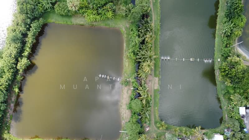 ✨ขายด่วน! ที่ดินแปลงใหญ่ นครชัยศรี ทำเลดีมาก 🔥 พื้นที่กว้าง 12 ไร่ เหมาะพัฒนาโครงการ บ้านจัดสรร, นครปฐม, ท่าพระยา, นครชัยศรี, นครปฐม, 19,464 ตร.ม., ที่ดิน ขาย, โดย Apaporn Muanthorani, 500217368 - DDproperty.com