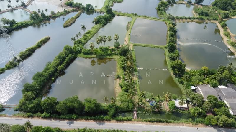 ✨ขายด่วน! ที่ดินแปลงใหญ่ นครชัยศรี ทำเลดีมาก 🔥 พื้นที่กว้าง 12 ไร่ เหมาะพัฒนาโครงการ บ้านจัดสรร, นครปฐม, ท่าพระยา, นครชัยศรี, นครปฐม, 19,464 ตร.ม., ที่ดิน ขาย, โดย Apaporn Muanthorani, 500217368 - DDproperty.com