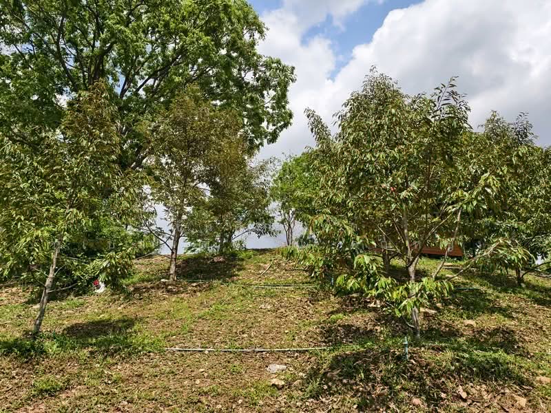 ขาย - ขายด่วน บ้านสวน พร้อมทุเรียน 2 ไร่ วังน้ำเขียว ติดวัดป่าปฏิบัติธรรม ทำเลดี อากาศบริสุทธิ์, นครราชสีมา