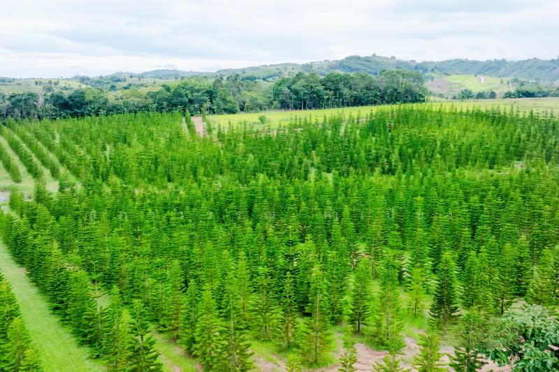 Khao Kho Land for Sale: Nor Sor 4. Plots available from 101 Sq. Wah to 100+ Rai., Phetchabun, Thung Samo, Khao Kho, Phetchabun, , 1,600 sqm, Land For Sale, by สุภาวรรณ คำเปียง, 500220032 - DDproperty.com