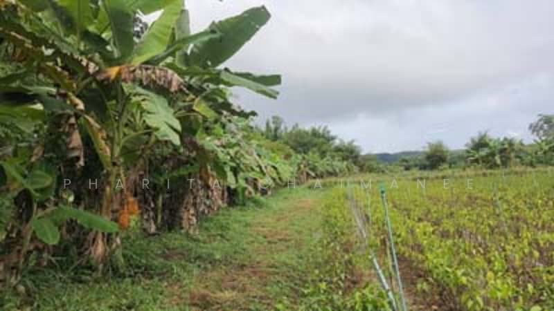 ไม่พบโครงการ, Chiang Mai, -, Huai Sai, Mae Rim, Chiang Mai, , 14,760 sqm, Land For Sale, by Pharita Chaimanee, 500220073 - DDproperty.com