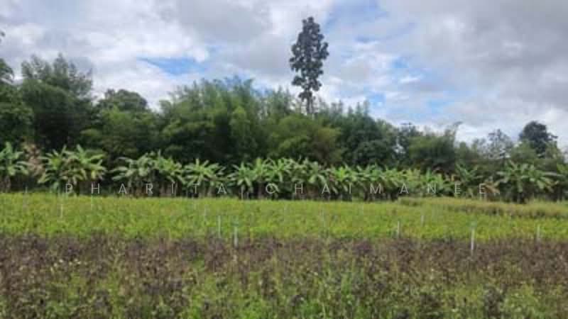 ไม่พบโครงการ, Chiang Mai, -, Huai Sai, Mae Rim, Chiang Mai, , 14,760 sqm, Land For Sale, by Pharita Chaimanee, 500220073 - DDproperty.com