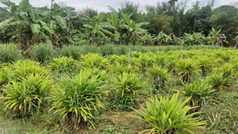 ไม่พบโครงการ, Chiang Mai, -, Huai Sai, Mae Rim, Chiang Mai, , 14,760 sqm, Land For Sale, by Pharita Chaimanee, 500220073 - DDproperty.com