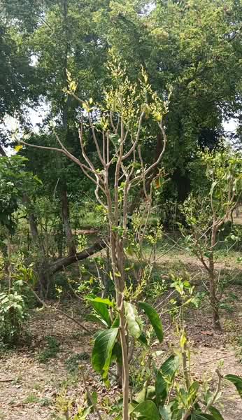 ขาย - ที่ดินบ้านหมอ สระบุรี, สระบุรี