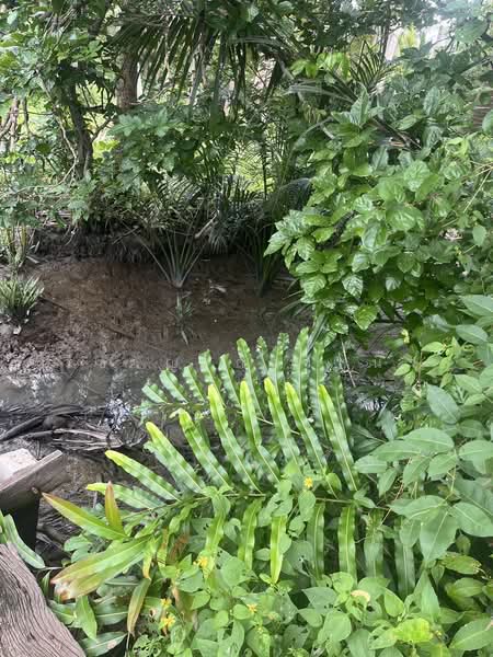 ขาย - ที่ดิน, สมุทรสงคราม