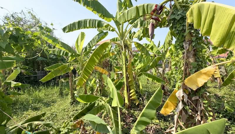 ที่ดินอ่อนนุช 39 หมู่บ้านบัวงาม, กรุงเทพ, อ่อนนุช, สวนหลวง, สวนหลวง, กรุงเทพ, 300 ตร.ม., ที่ดิน ขาย, โดย อัญธิญาน์ อัศวะถาวรกิตติ์, 500222436 - DDproperty.com