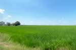 ที่ดินบางมัญ สิงห์บุรี, สิงห์บุรี