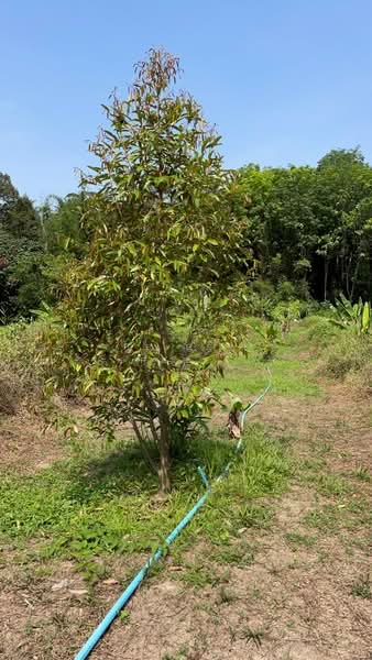 ที่ดินตะถั่วป่า พังงา, Phangnga, Khok Khian, Takua Pa, Phangnga, , 12,652 sqm, Land For Sale, by The Best Property Agent บ๊วย, 500222729 - DDproperty.com