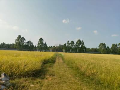 ขาย - ที่ดินลำลูกกา ปทุมธานี, ปทุมธานี