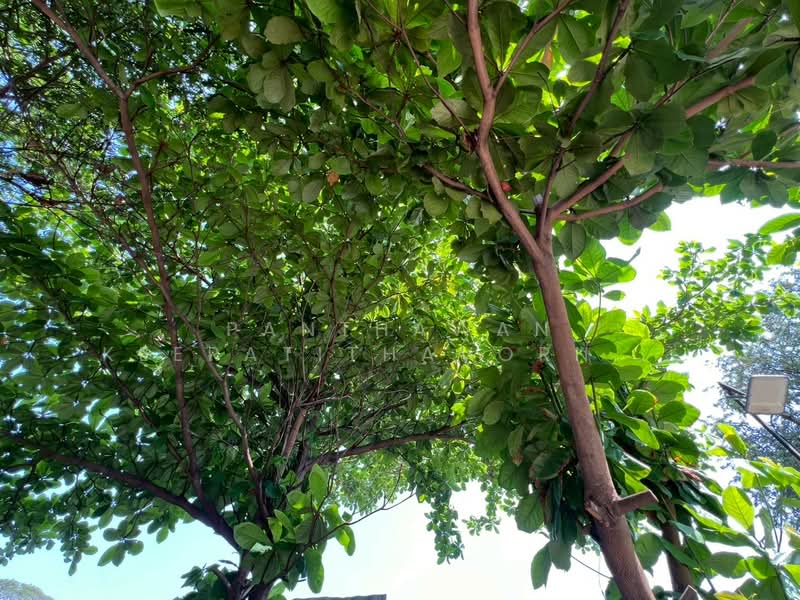 ที่ดินถมแล้วแปลงสวย 380 ตรว.ซอยพัฒนาการ 99 อ่อนนุช 70/1, Bangkok, Prawet, Prawet, Bangkok, , 1,520 sqm, Land For Sale, by Panthawan Keeratithavornanan, 500222806 - DDproperty.com