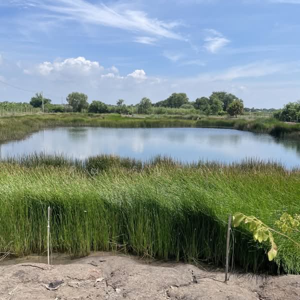 ขายที่ดินเปล่า 4 ไร่ ถมแล้ว ล้อมรั้ว มีบ่อน้ำ ราคาดี ทำเลกำลังโต, พระนครศรีอยุธยา, วัดยม, บางปะอิน, พระนครศรีอยุธยา, 6,400 ตร.ม., ที่ดิน ขายดาวน์, โดย คุณ วิญากร, 500223502 - DDproperty.com