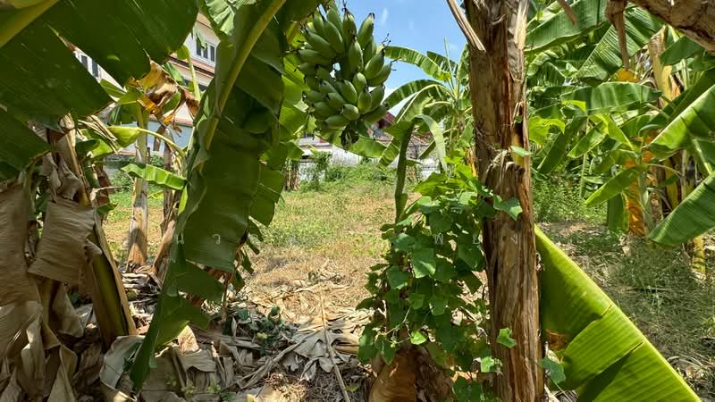 ที่ดินเปล่า ซอยประชาชื่น 28, กรุงเทพ, ถนนประชาชื่น, วงศ์สว่าง, บางซื่อ, กรุงเทพ, 520 ตร.ม., ที่ดิน ขาย, โดย นวลสุวีร์ พยุง, 500223533 - DDproperty.com