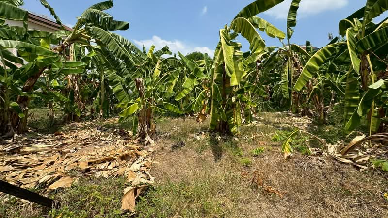 ที่ดินเปล่า ซอยประชาชื่น 28, Bangkok, ถนนประชาชื่น, Wong Sawang, Bang Sue, Bangkok, , 520 sqm, Land For Sale, by นวลสุวีร์ พยุง, 500223533 - DDproperty.com