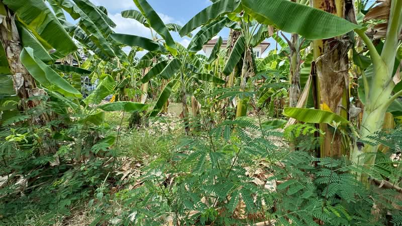 ที่ดินเปล่า ซอยประชาชื่น 28, Bangkok, ถนนประชาชื่น, Wong Sawang, Bang Sue, Bangkok, , 520 sqm, Land For Sale, by นวลสุวีร์ พยุง, 500223533 - DDproperty.com