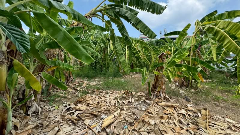 ที่ดินเปล่า ซอยประชาชื่น 28, Bangkok, ถนนประชาชื่น, Wong Sawang, Bang Sue, Bangkok, , 520 sqm, Land For Sale, by นวลสุวีร์ พยุง, 500223533 - DDproperty.com