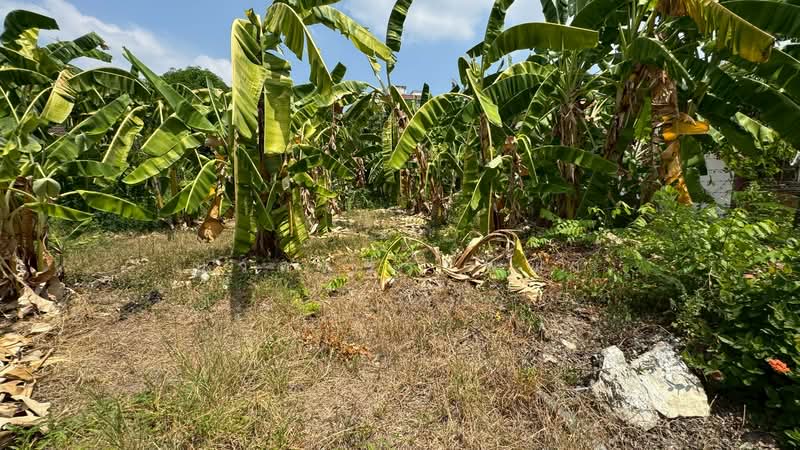 ที่ดินเปล่า ซอยประชาชื่น 28, Bangkok, ถนนประชาชื่น, Wong Sawang, Bang Sue, Bangkok, , 520 sqm, Land For Sale, by นวลสุวีร์ พยุง, 500223533 - DDproperty.com