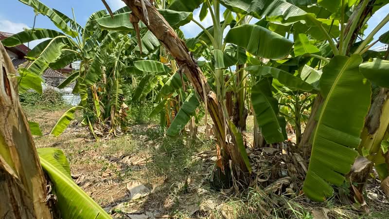 ที่ดินเปล่า ซอยประชาชื่น 28, Bangkok, ถนนประชาชื่น, Wong Sawang, Bang Sue, Bangkok, , 520 sqm, Land For Sale, by นวลสุวีร์ พยุง, 500223533 - DDproperty.com